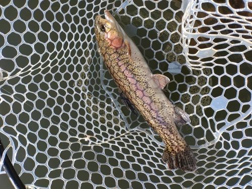 ニジマスの釣果