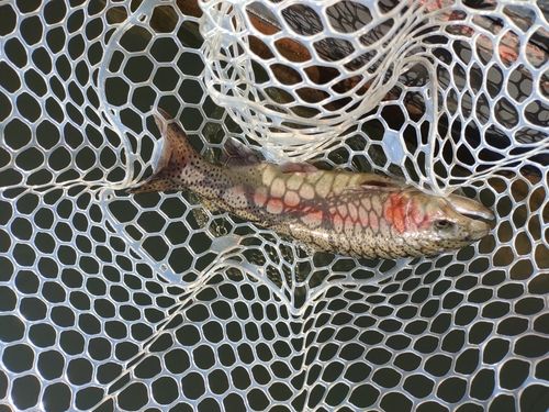 ニジマスの釣果