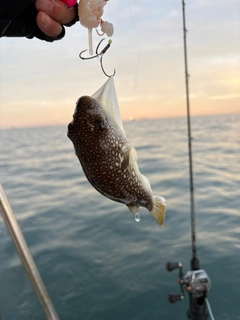 ショウサイフグの釣果
