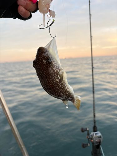 ショウサイフグの釣果