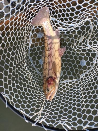 ニジマスの釣果