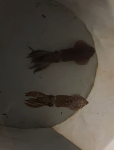 小名浜港市場前