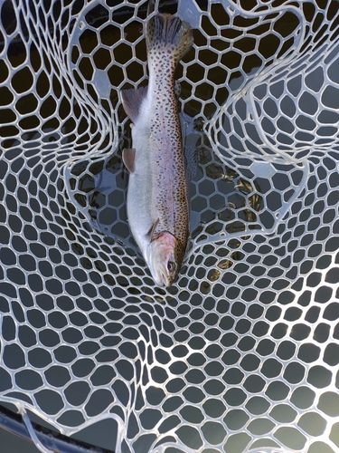 ニジマスの釣果