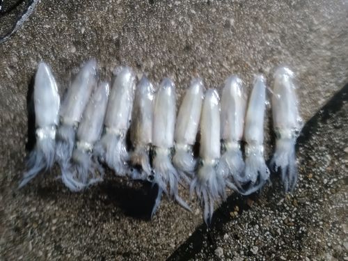 東京湾（アクアライン以北）