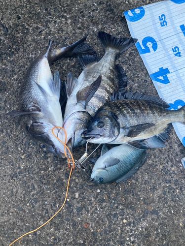 クロダイの釣果