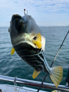 シマフグの釣果