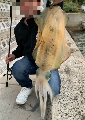 アオリイカの釣果