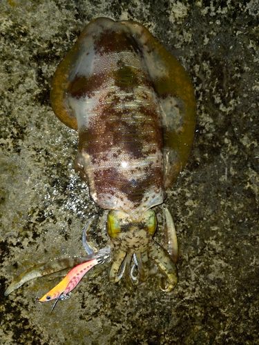 アオリイカの釣果