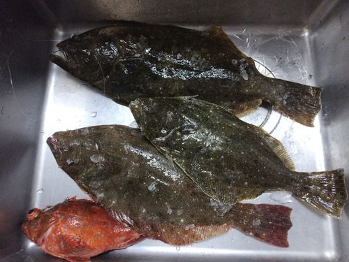 ヒラメの釣果