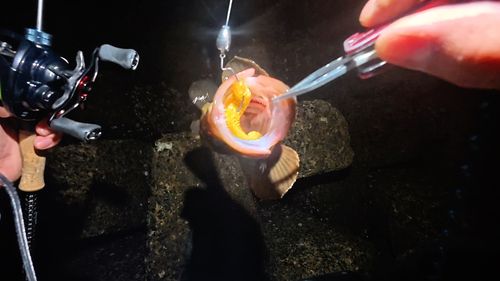 キジハタの釣果