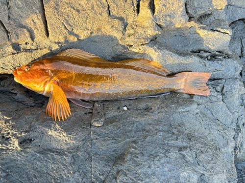 アイナメの釣果