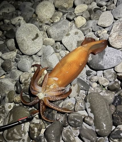 ケンサキイカの釣果