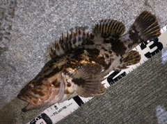 ベッコウゾイの釣果