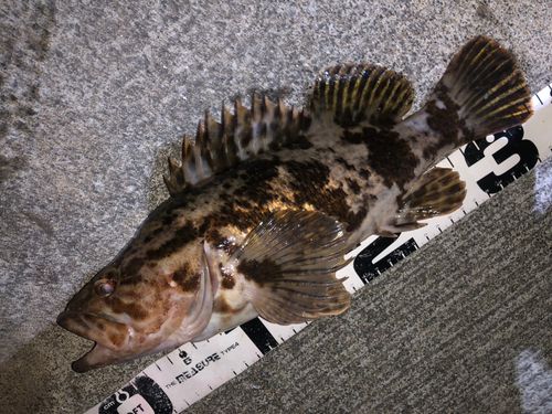 ベッコウゾイの釣果