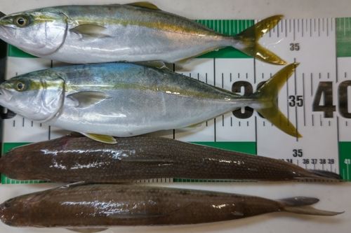 フクラギの釣果