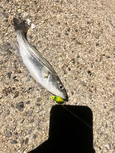 セイゴ（ヒラスズキ）の釣果