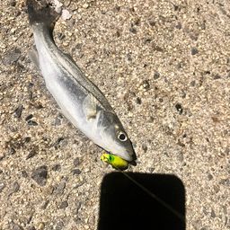 セイゴ（ヒラスズキ）