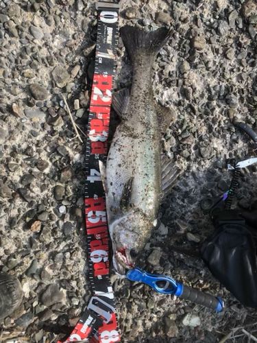 セイゴ（タイリクスズキ）の釣果