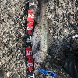 セイゴ（タイリクスズキ）