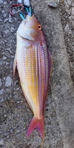 イトヨリダイの釣果