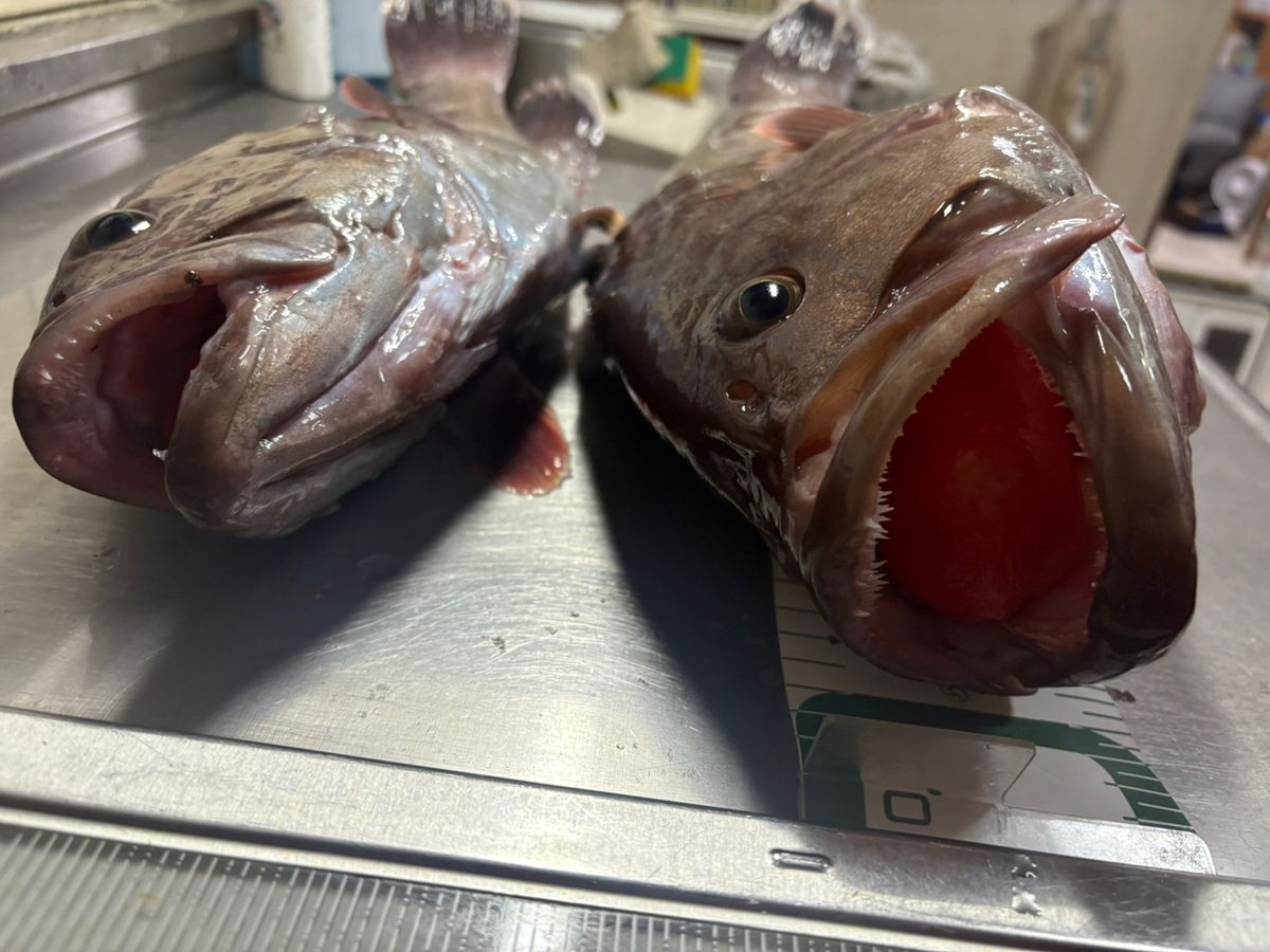 バター食パンさんの釣果 3枚目の画像