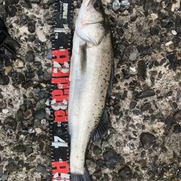 セイゴ（タイリクスズキ）