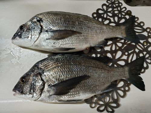 クロダイの釣果