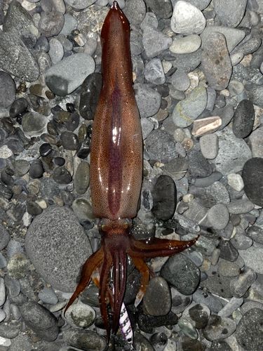 スルメイカの釣果