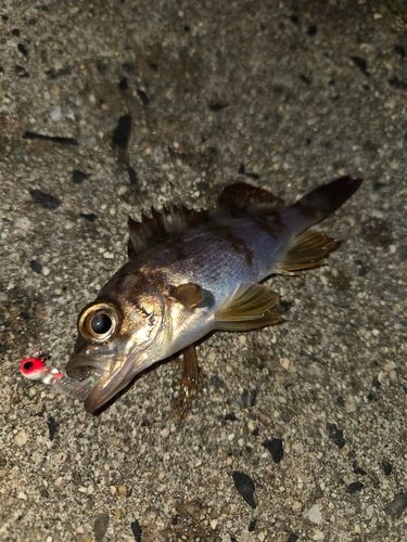 メバルの釣果
