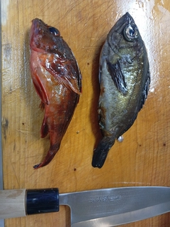 シロメバルの釣果