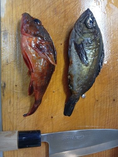 シロメバルの釣果