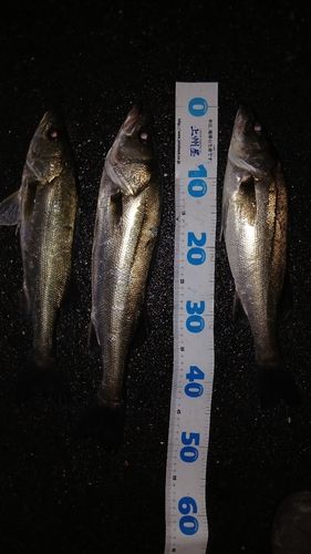 シーバスの釣果