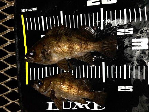 大黒海づり施設