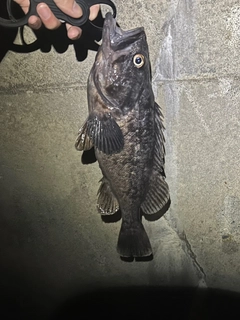 クロソイの釣果