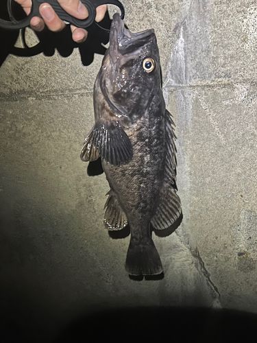 クロソイの釣果