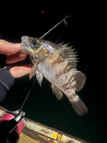 シロメバルの釣果