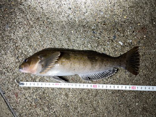 アイナメの釣果