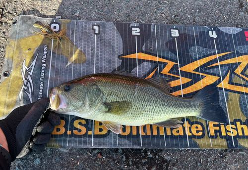 ブラックバスの釣果