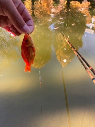 キンギョの釣果