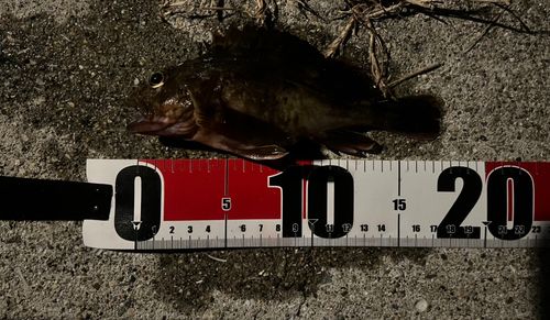 シーサイドコスモ釣り解放区