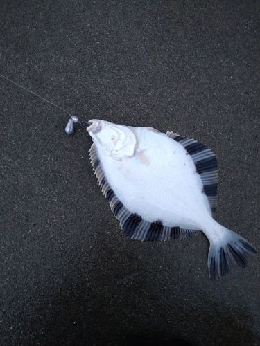 カレイの釣果