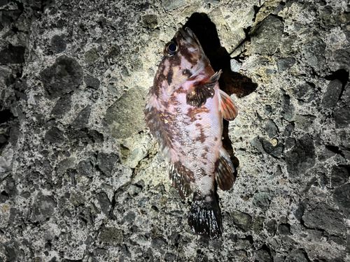 ベッコウゾイの釣果