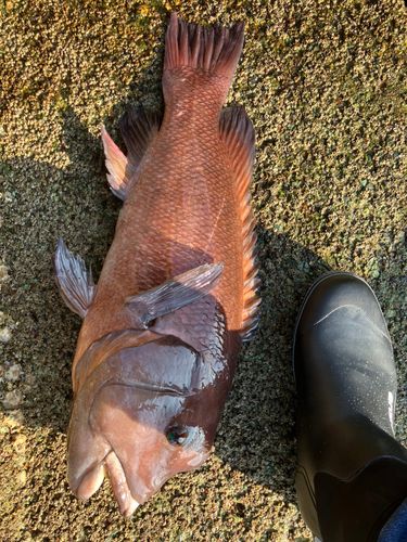 コブダイの釣果