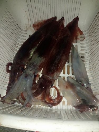 スルメイカの釣果