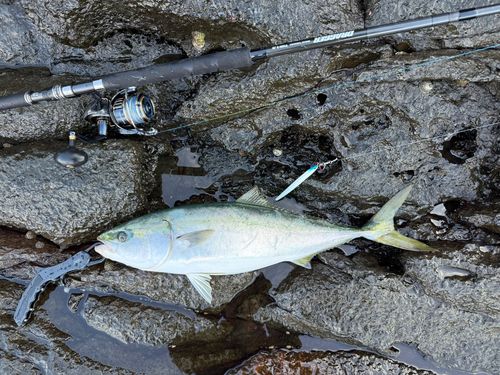 ハマチの釣果