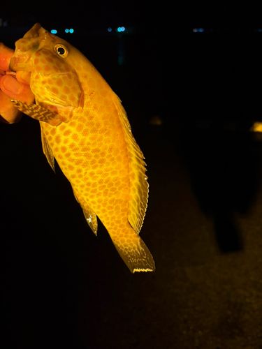 オオモンハタの釣果