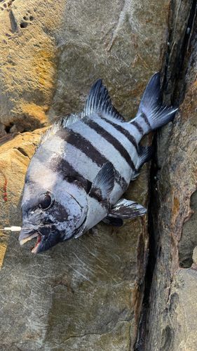 イシダイの釣果