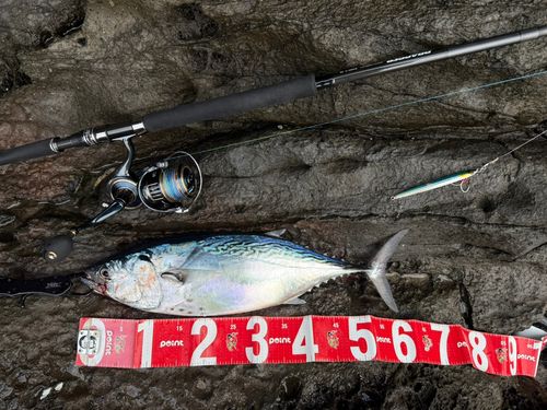 スマガツオの釣果