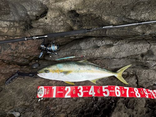 ヒラマサの釣果