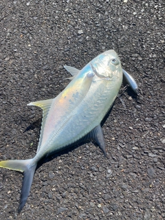 オニヒラアジの釣果